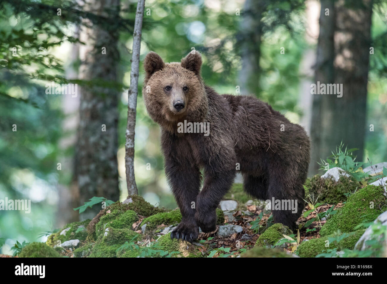 European brown bear (Ursus arctos arctos) in forest, Notranjska Region, Dinaric Alps, Slovenia Stock Photo