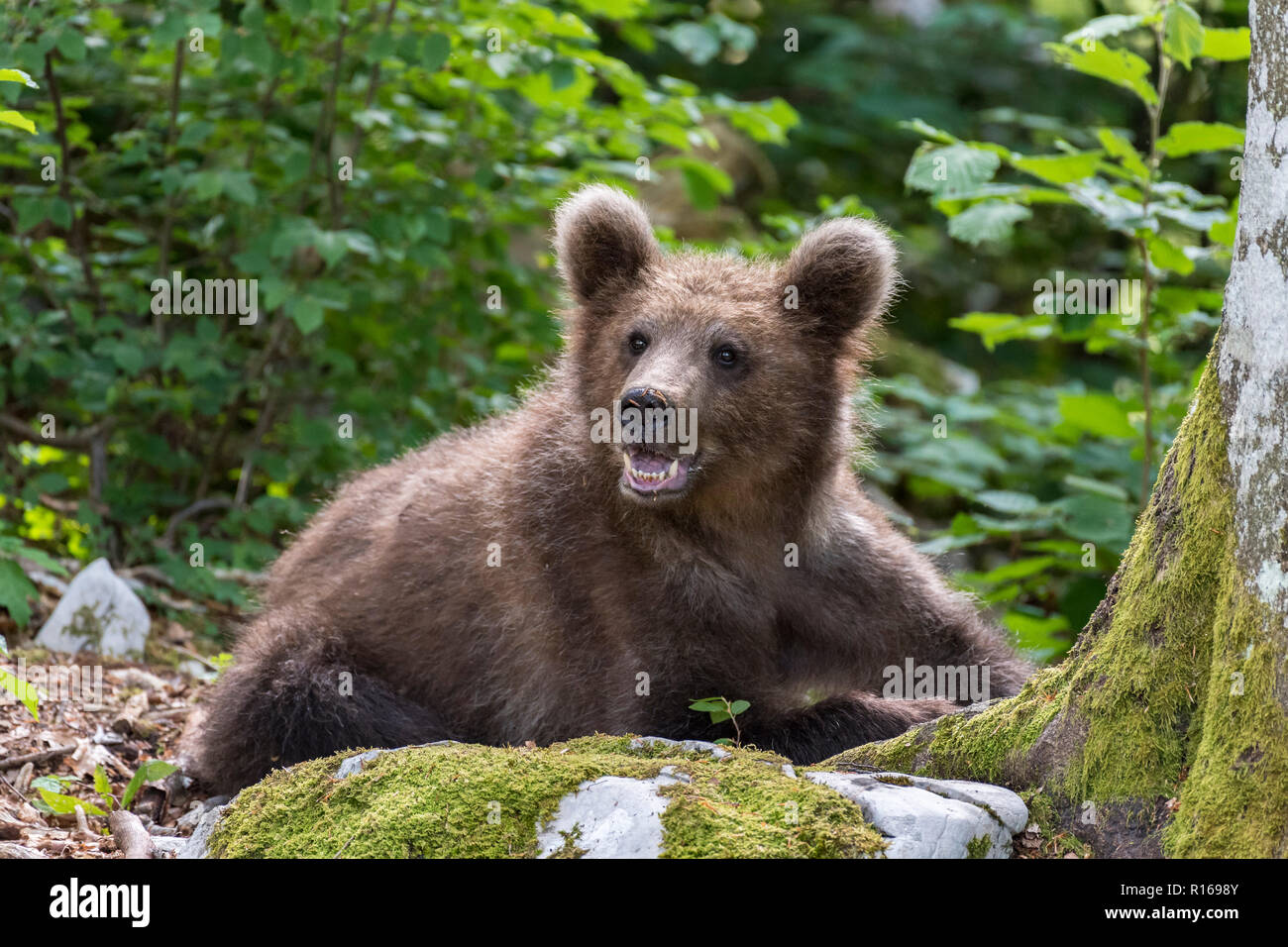 European brown bear (Ursus arctos arctos) young animal in the forest, Notranjska region, Dinaric Alps, Slovenia Stock Photo