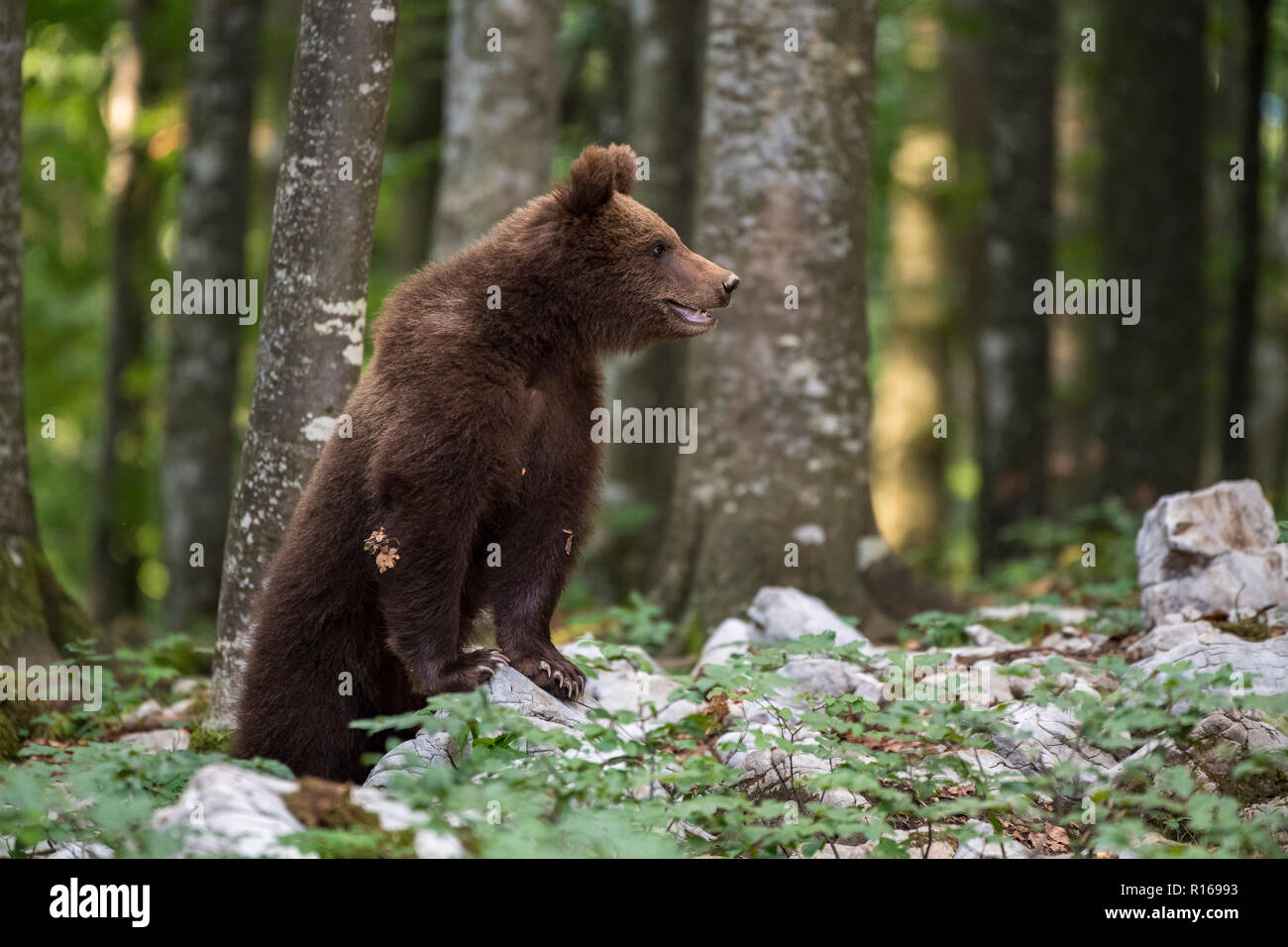 European brown bear (Ursus arctos arctos) upright in forest, Notranjska region, Dinaric Alps, Slovenia Stock Photo