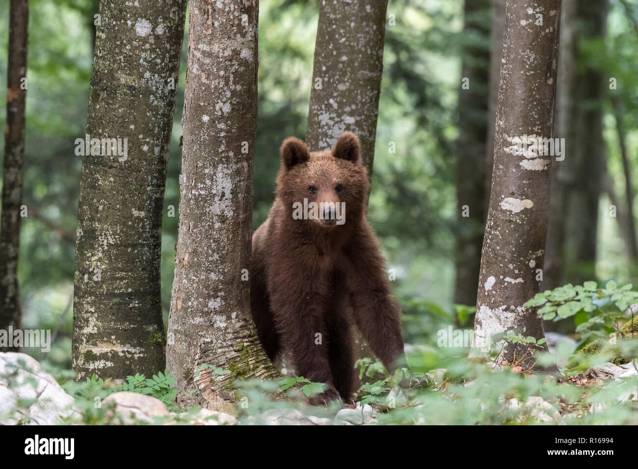 European brown bear (Ursus arctos arctos) young animal in the forest, Notranjska region, Dinaric Alps, Slovenia Stock Photo