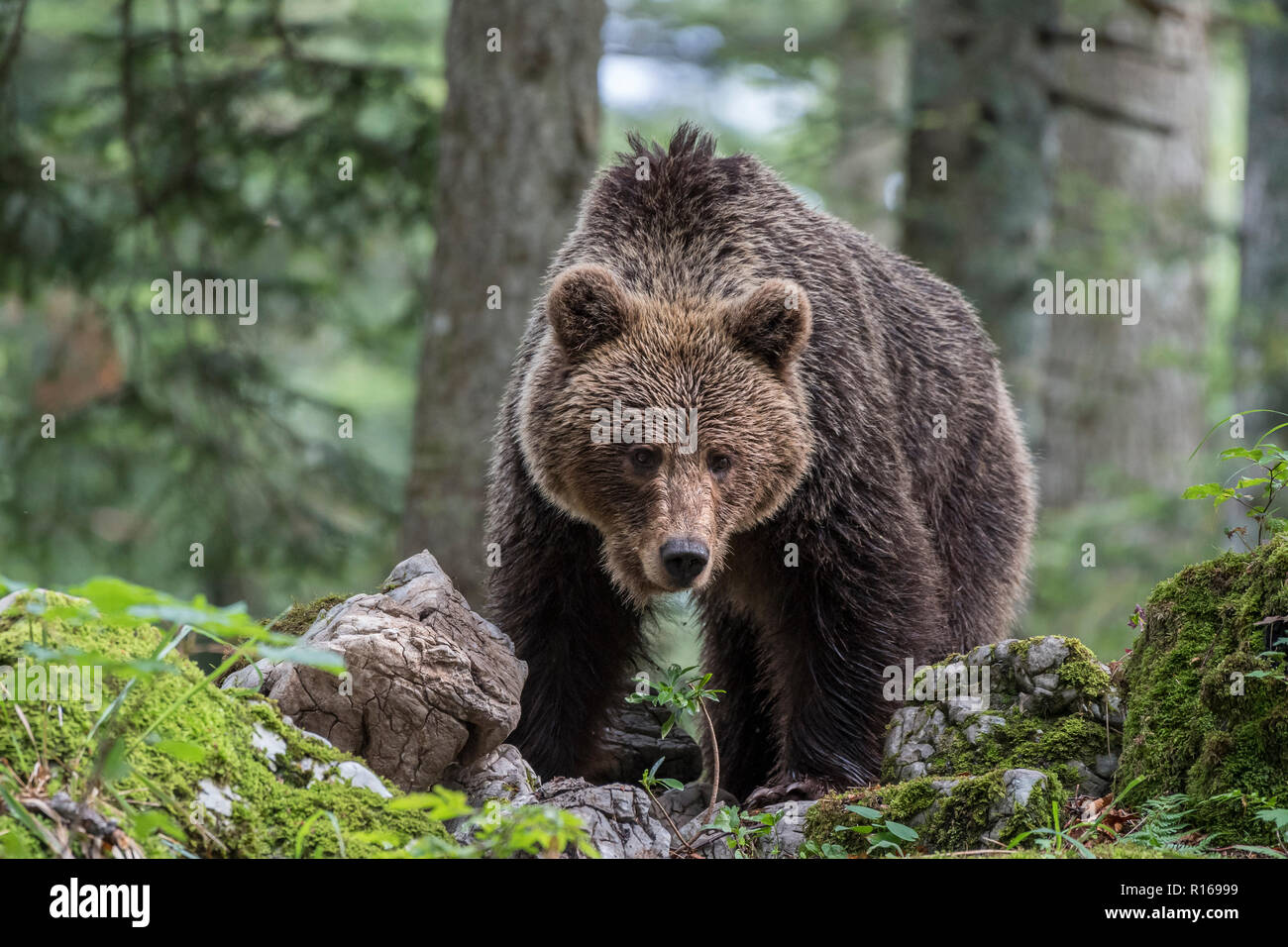 European brown bear (Ursus arctos arctos) in forest, Notranjska Region, Dinaric Alps, Slovenia Stock Photo