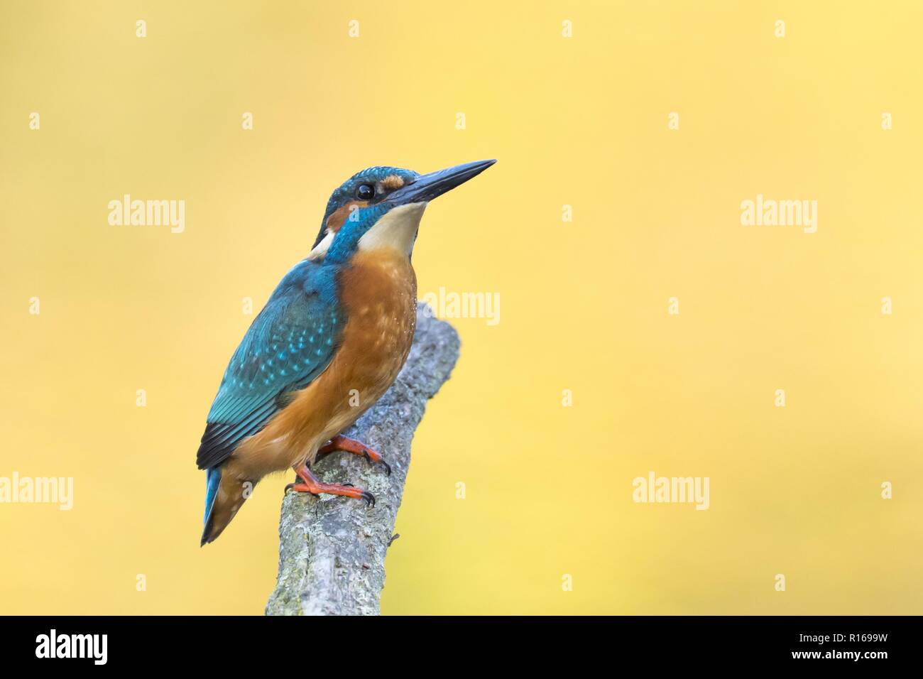 Male Common kingfisher (Alcedo atthis) sitting on a branch, North Hesse, Hesse, Germany Stock Photo