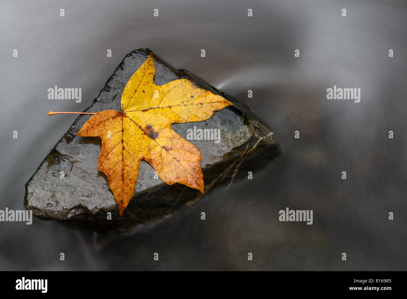 Stronger together or nothing is impossible concept. A steady rock helps a single fall leaf stand against the backwash. Stock Photo