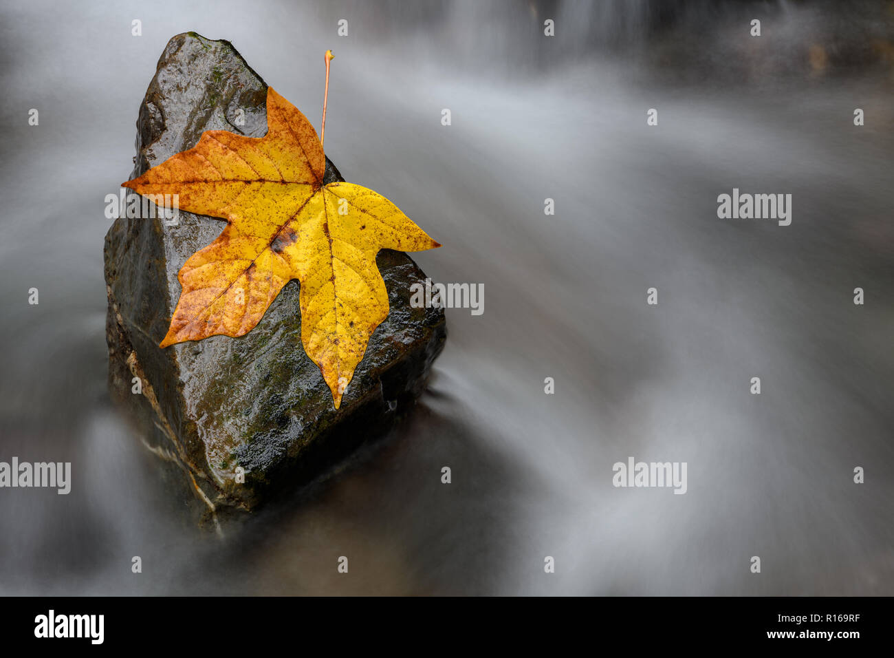 Stronger together or nothing is impossible concept. A steady rock helps a single fall leaf stand against the backwash. Stock Photo