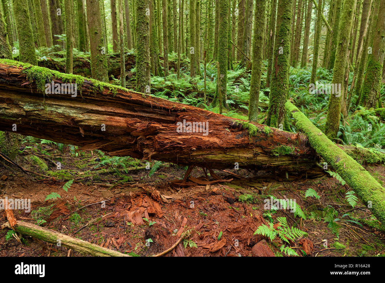 Lush vegetation and giant tree trunk in the Golden Ears Provincial Park, British Columbia, Canada Stock Photo