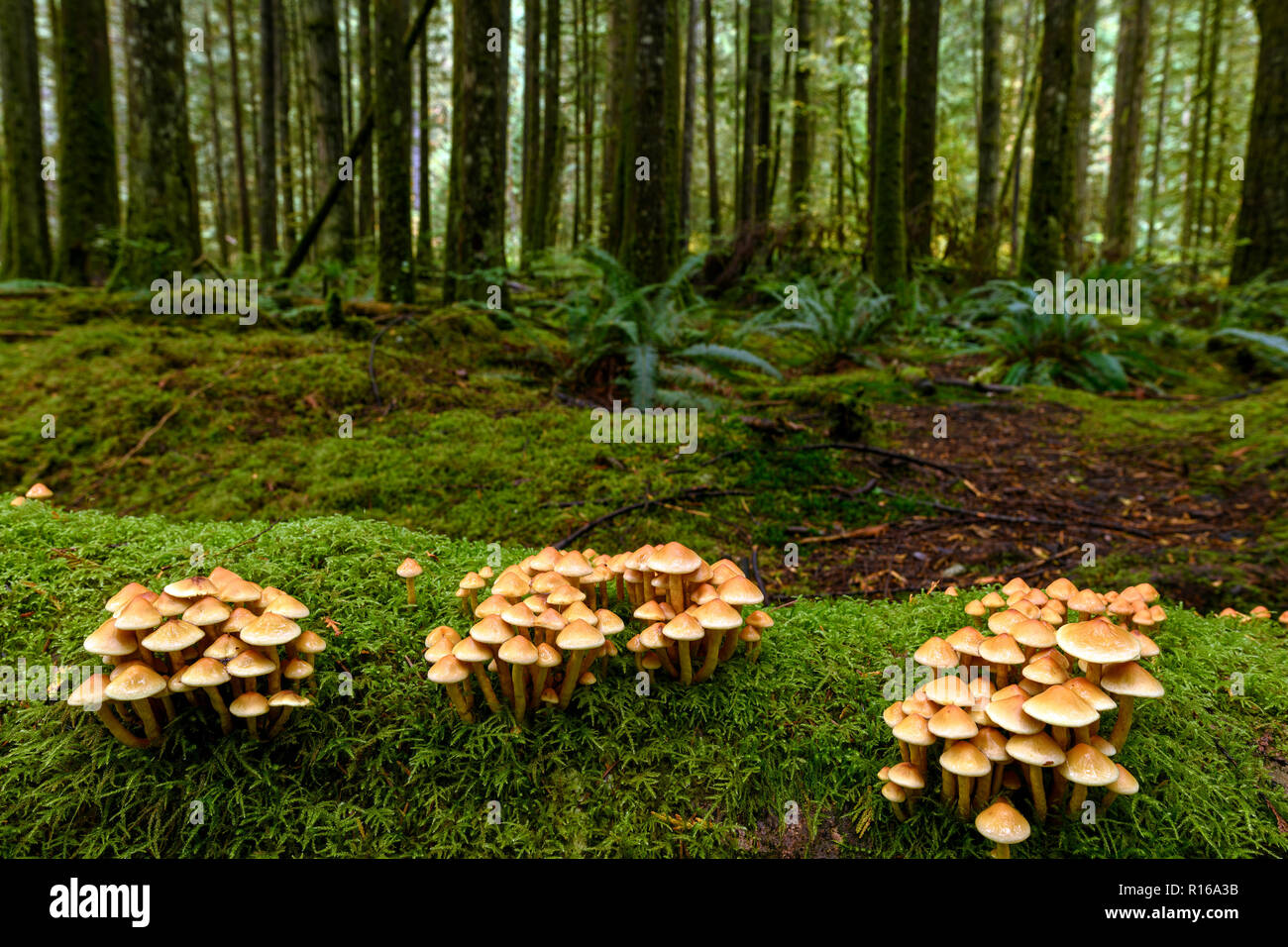 Lush vegetation, giant trees overgrown with moss, ferns and fungi colony in the rain forest in the Golden Ears Provincial Park, British Columbia, Cana Stock Photo