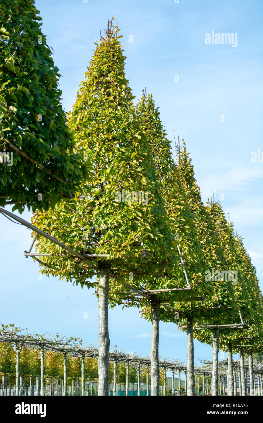 Plantation of high decorative cutted ornamental trees growing in rows on Dutch nursery Stock Photo