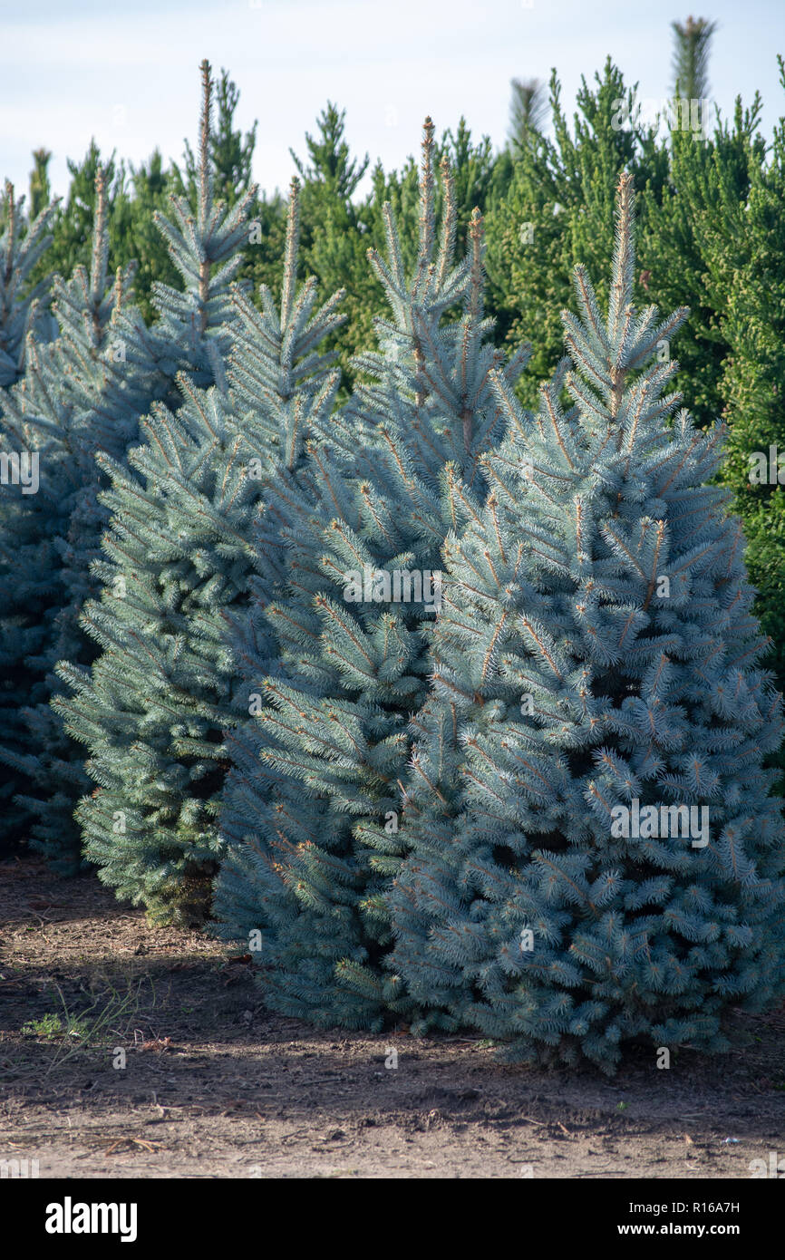 Beautiful young Colorado blue spruce growing on plantation in