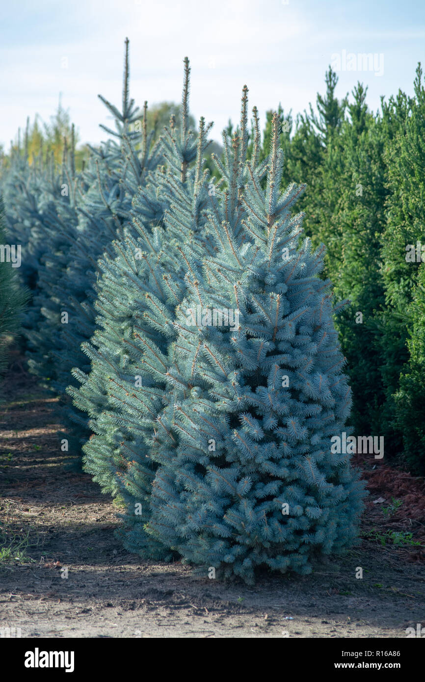 Beautiful young Colorado blue spruce growing on plantation in Netherlands, natural Christmas tree for Christmas holidays Stock Photo