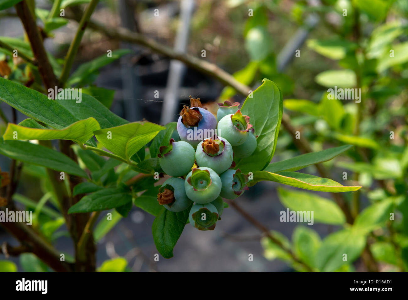 Young blueberry berries ripening on blueberry plants Stock Photo - Alamy