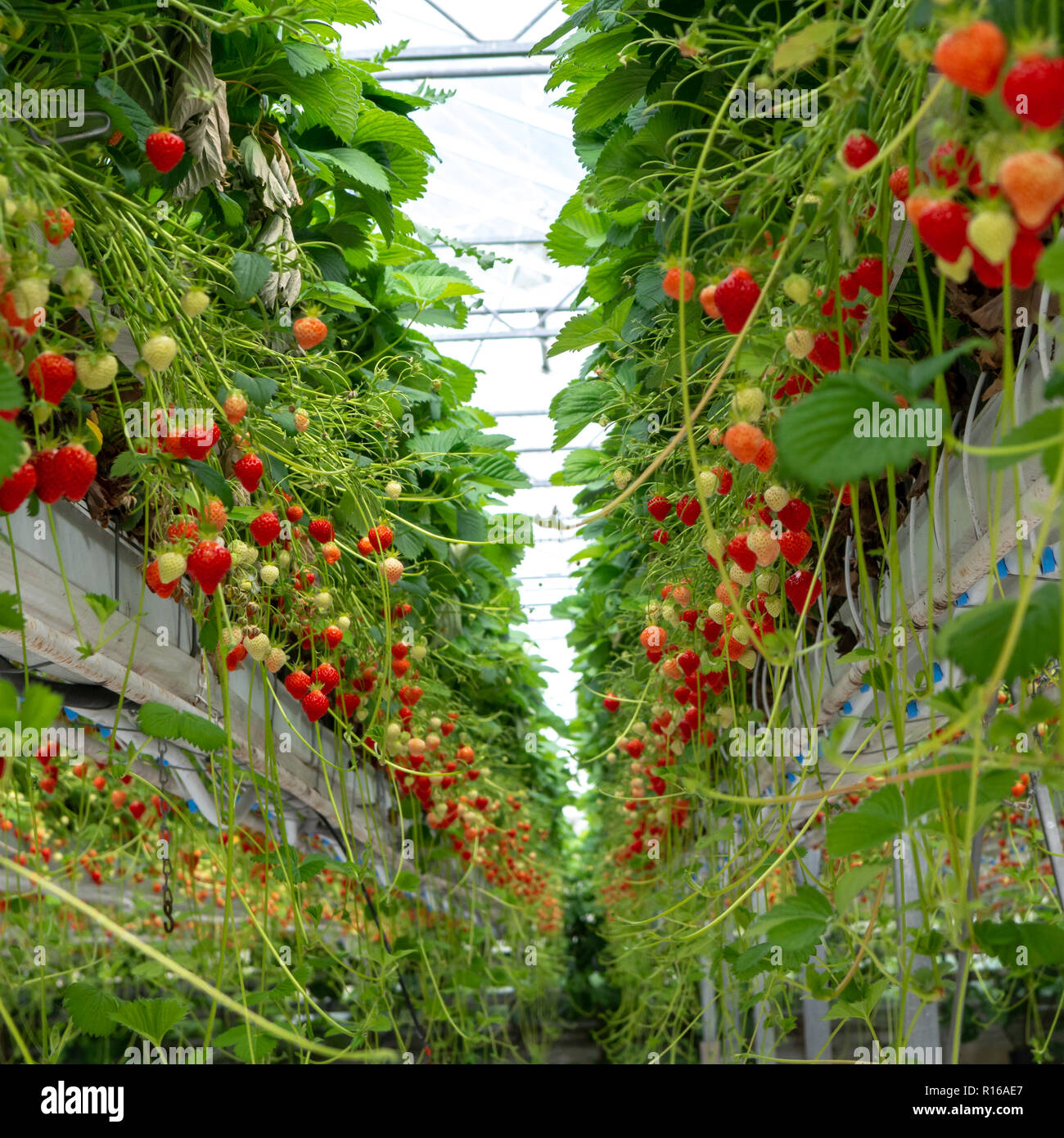 Greenhouse with rows of ripe big red strawberries plants, ready for ...
