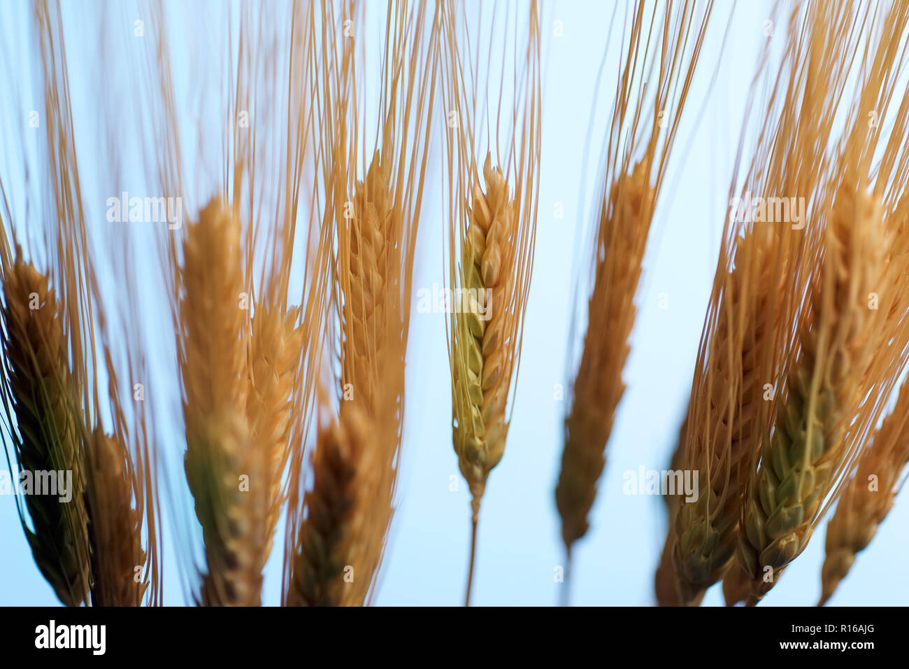 Row of ears of wheat, close up shallow focus Stock Photo