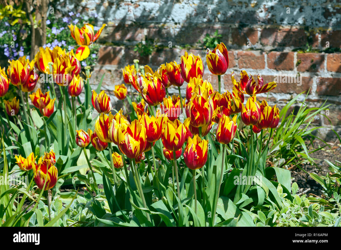 Blooming red and yellow tulips in the garden in spring Stock Photo - Alamy