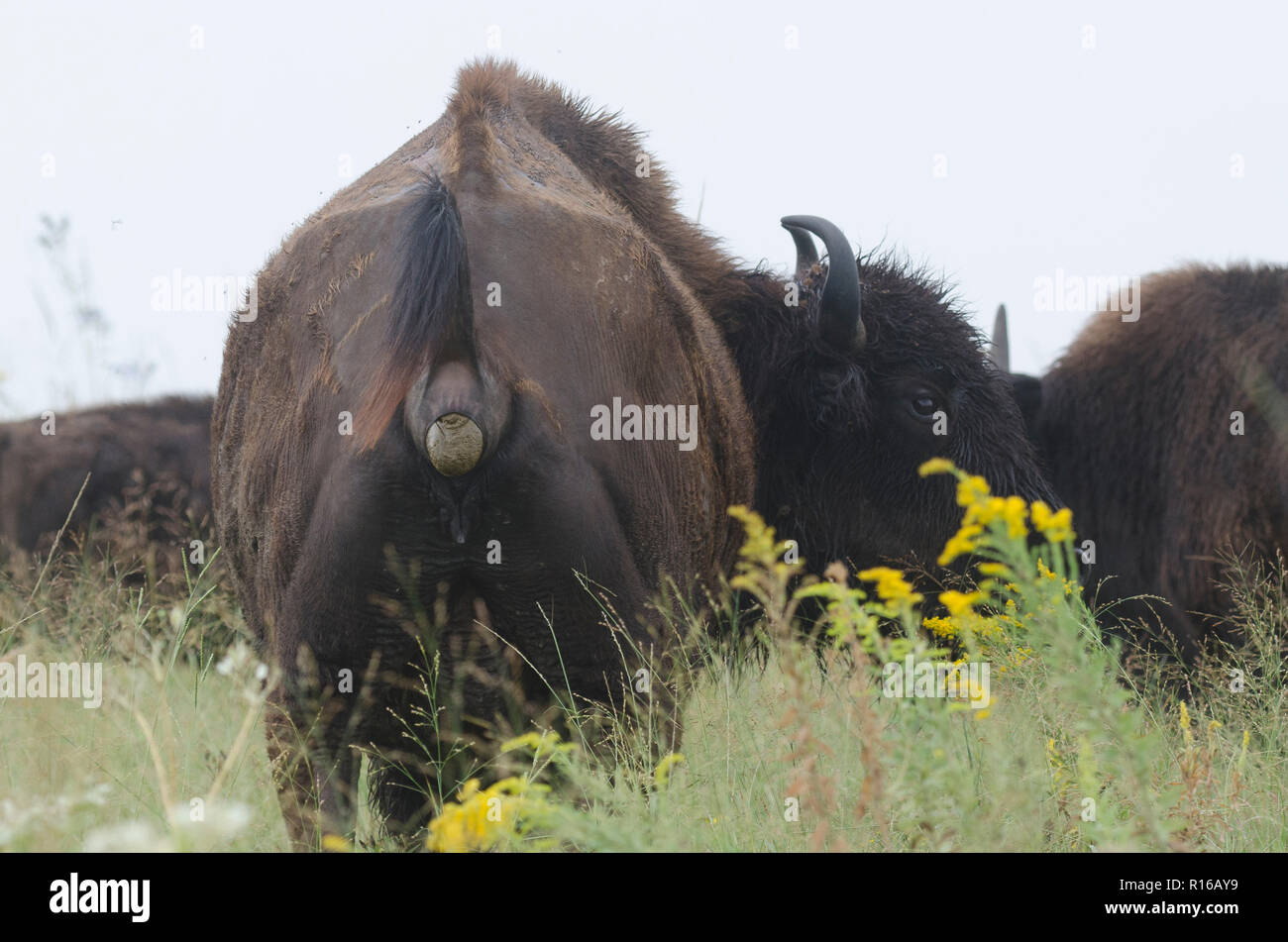 American bison, Bison bison, defecating in the rain on an Oklahoma ...