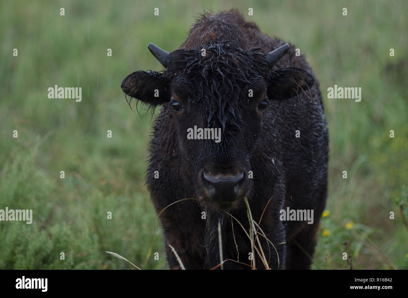 American bison, Bison bison, calf in the rain on an Oklahoma tallgrass