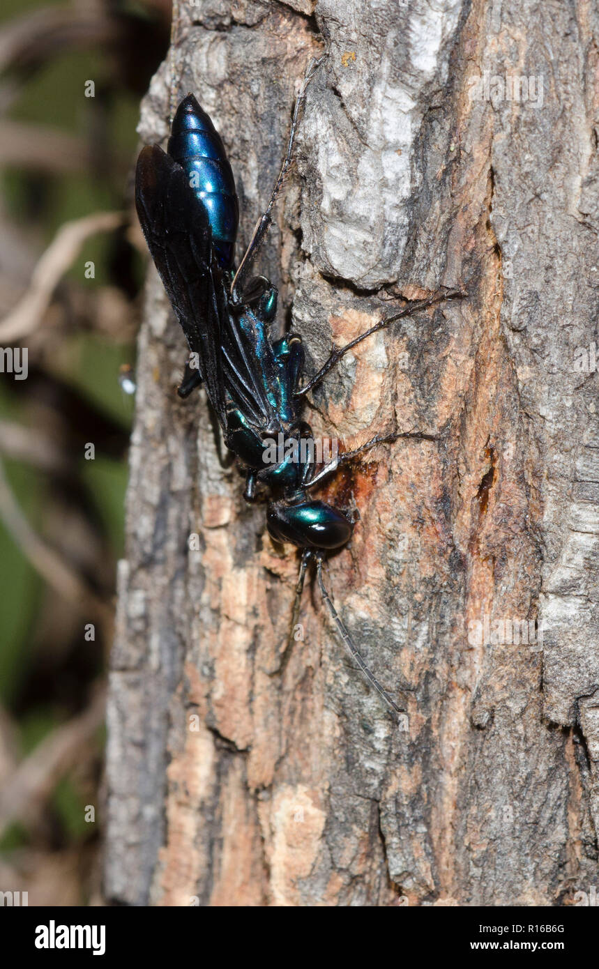 Steel-blue Cricket Hunter, Chlorion aerarium, at a sap flow on black willow, Salix nigra Stock Photo