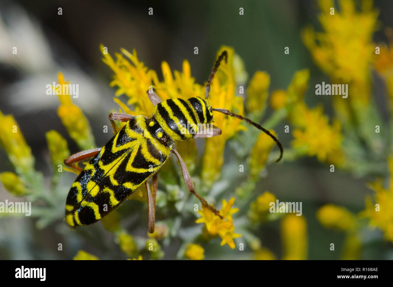 Locust Borer, Megacyllene robiniae, on rubber rabbitbrush, Chrysothamnus nauseosus Stock Photo