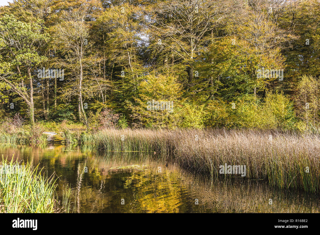 Ireland Limerick Curraghchase Forest Park Stock Photo