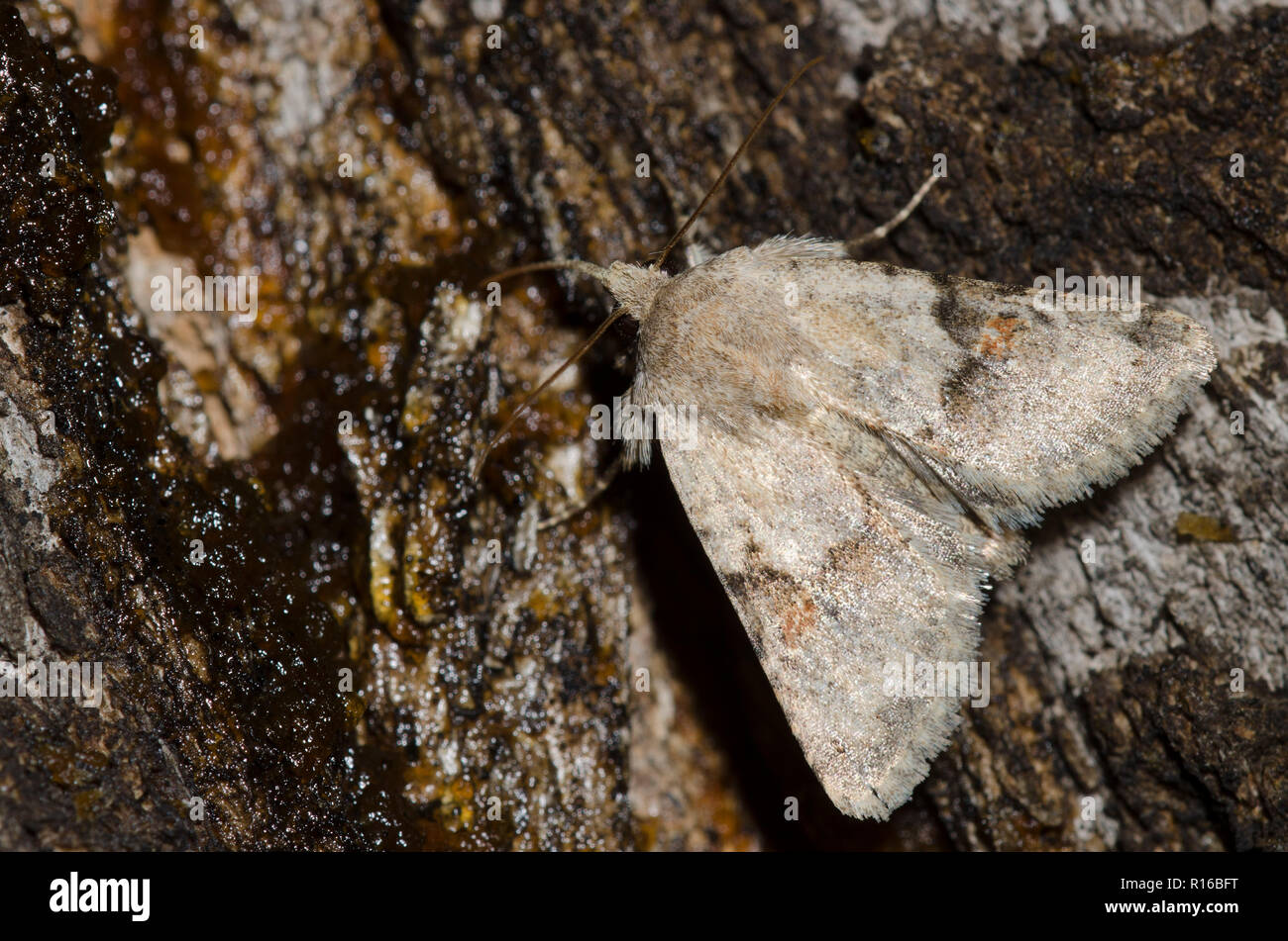 Cutworm Moth, Ulolonche disticha Stock Photo