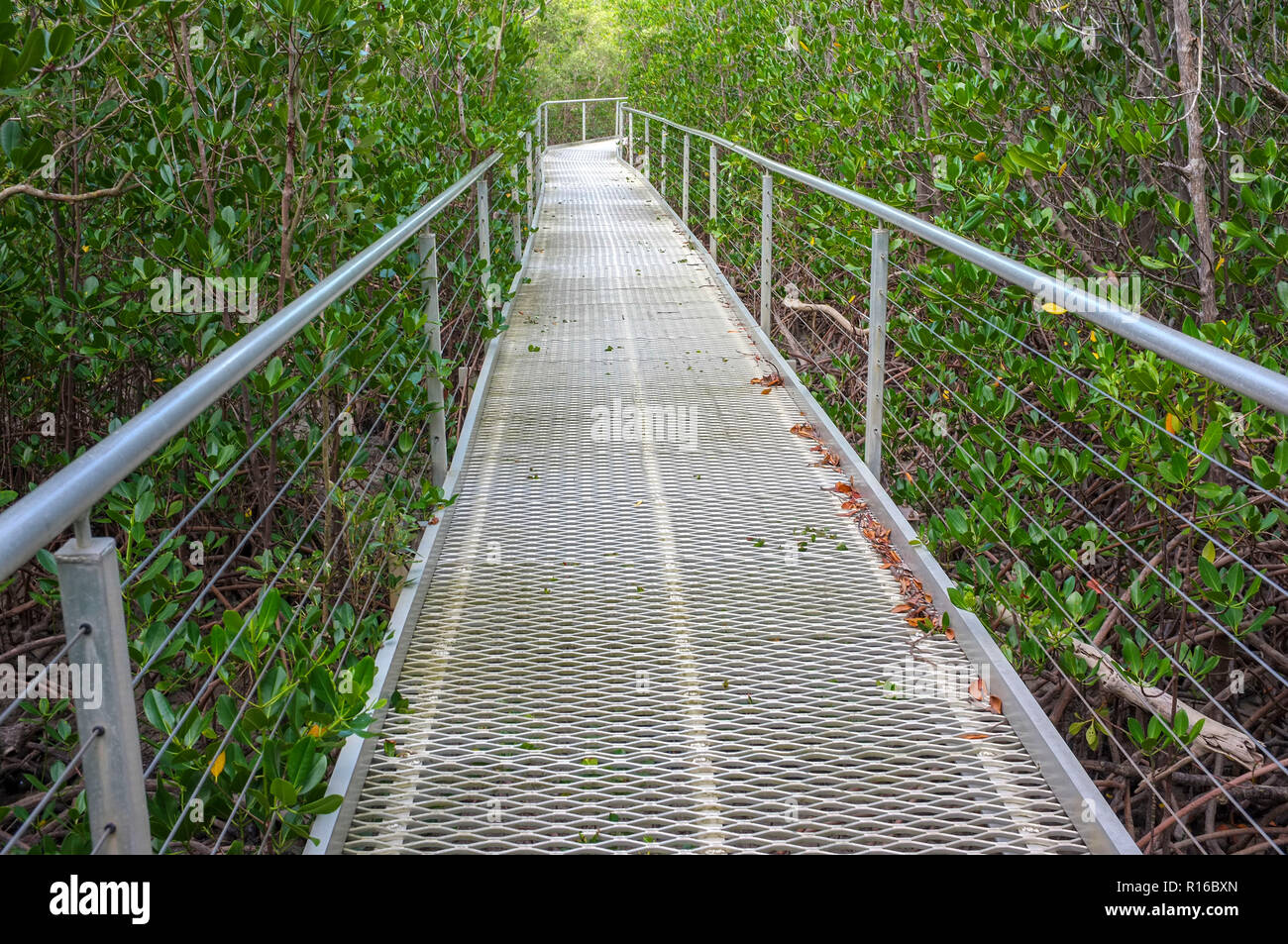 The East Point Mangrove board walk in the suburb of Darwin city in the Northern Territory of Australia. Stock Photo