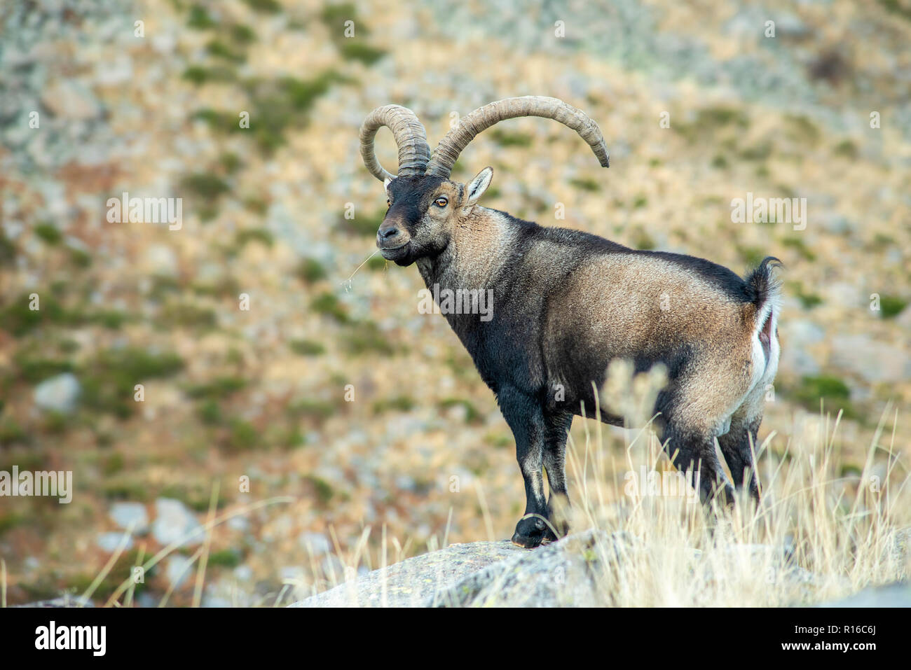 Species capra pyrenaica hi-res stock photography and images - Alamy