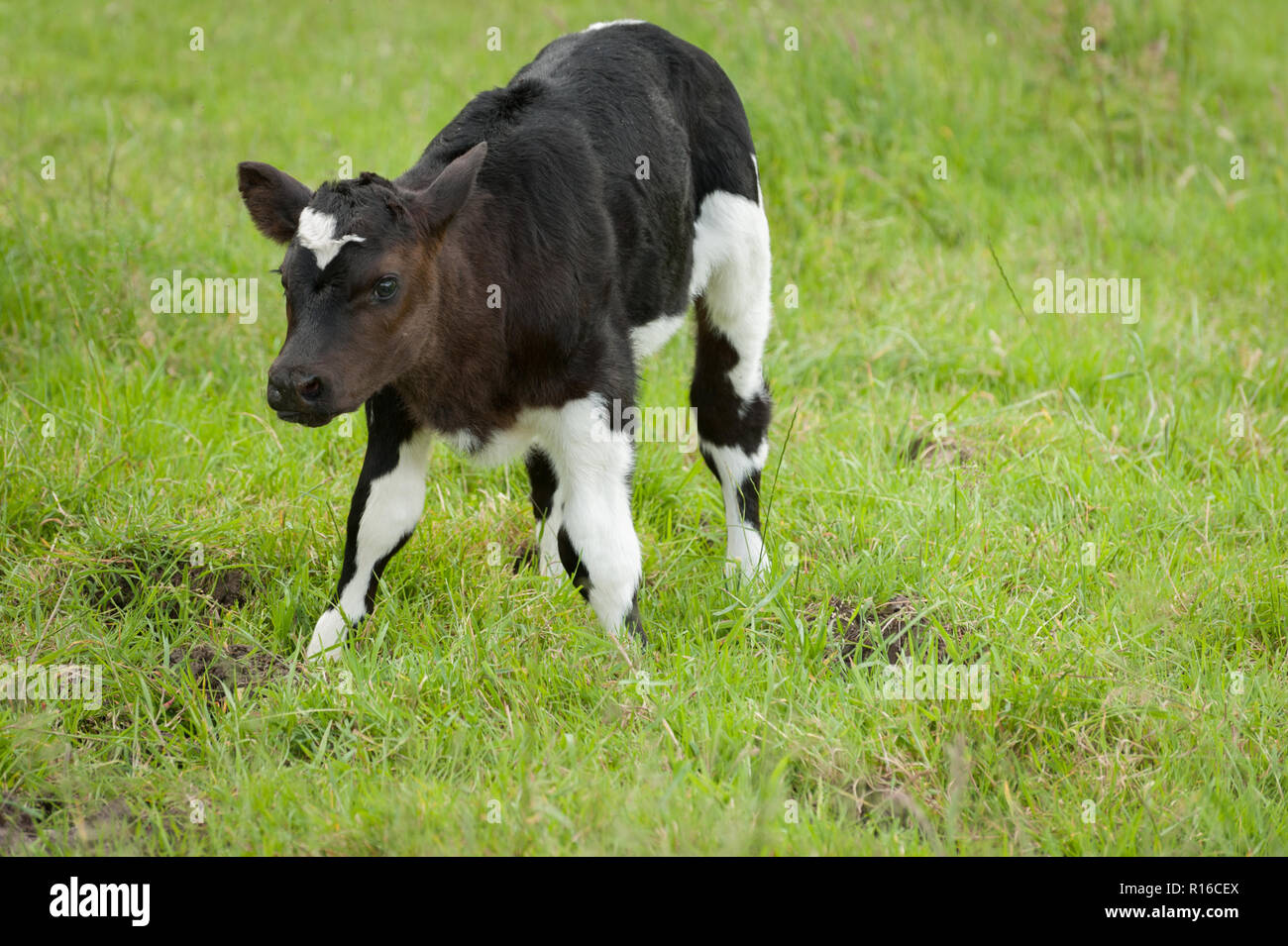 Cute new born calf standing up for the first time Stock Photo