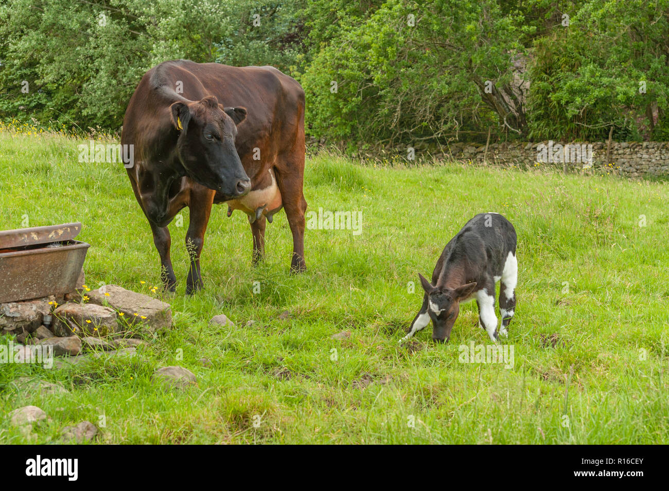 Mother cow watching adorable newborn calf standing up for the first time Stock Photo