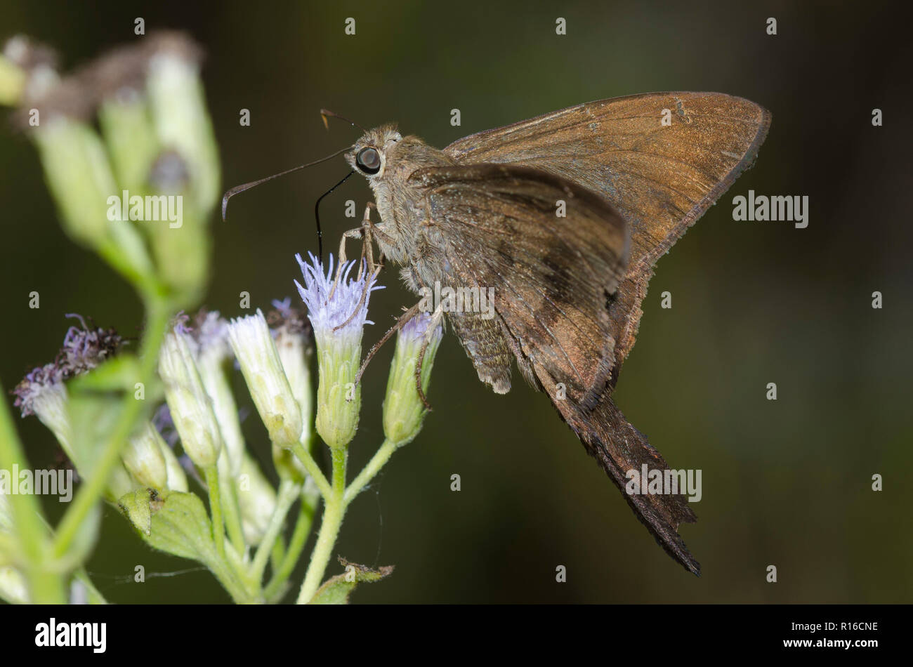 Brown Longtail, Spicauda procne, male on mist flower, Conoclinium sp. Stock Photo