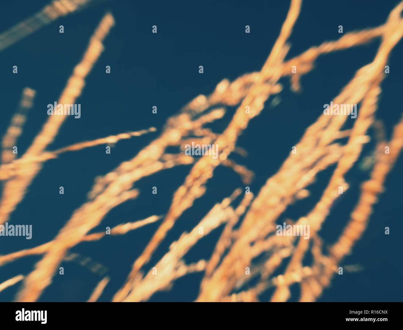 Stalks Vs Reeds Reeds stalks in blurred movement picture for background. Contrast of ...