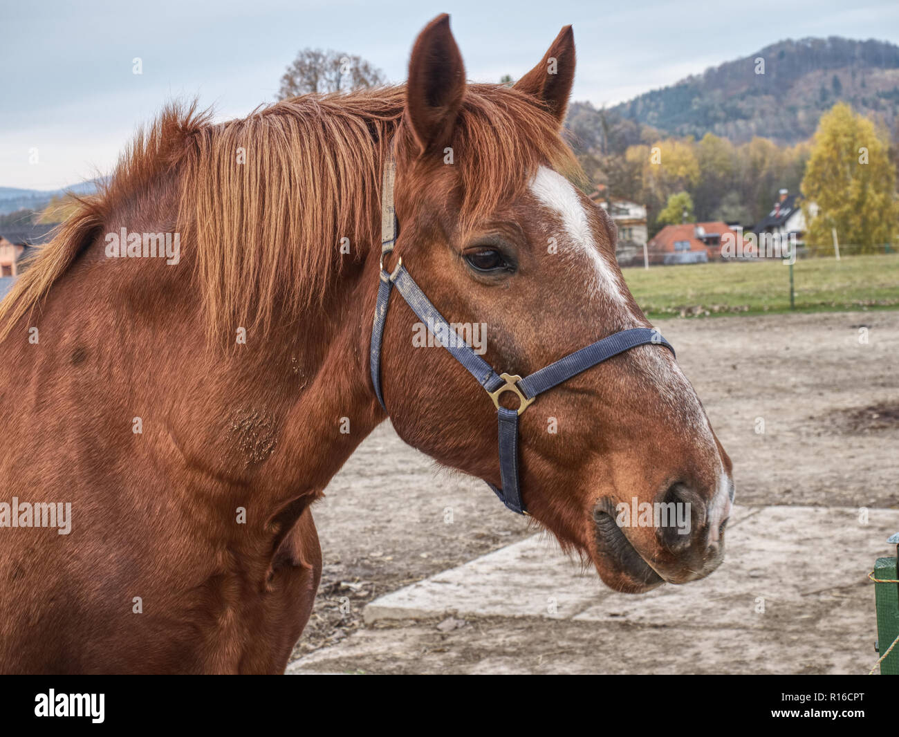 Detail of brown horse head in horse farm. Head of horse with halter
