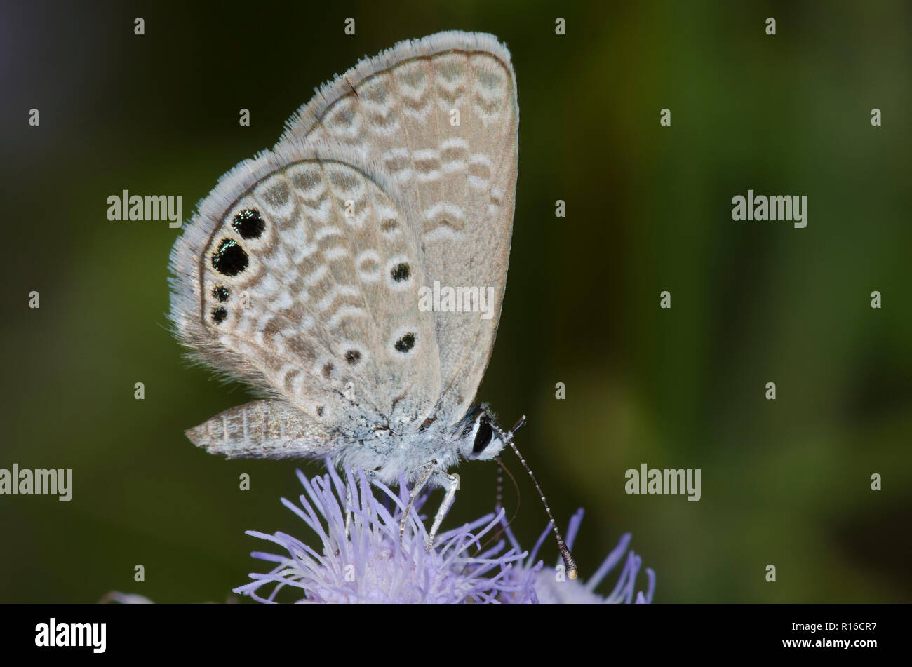 Ceraunus Blue, Hemiargus ceraunus, on mist flower, Conoclinium sp. Stock Photo