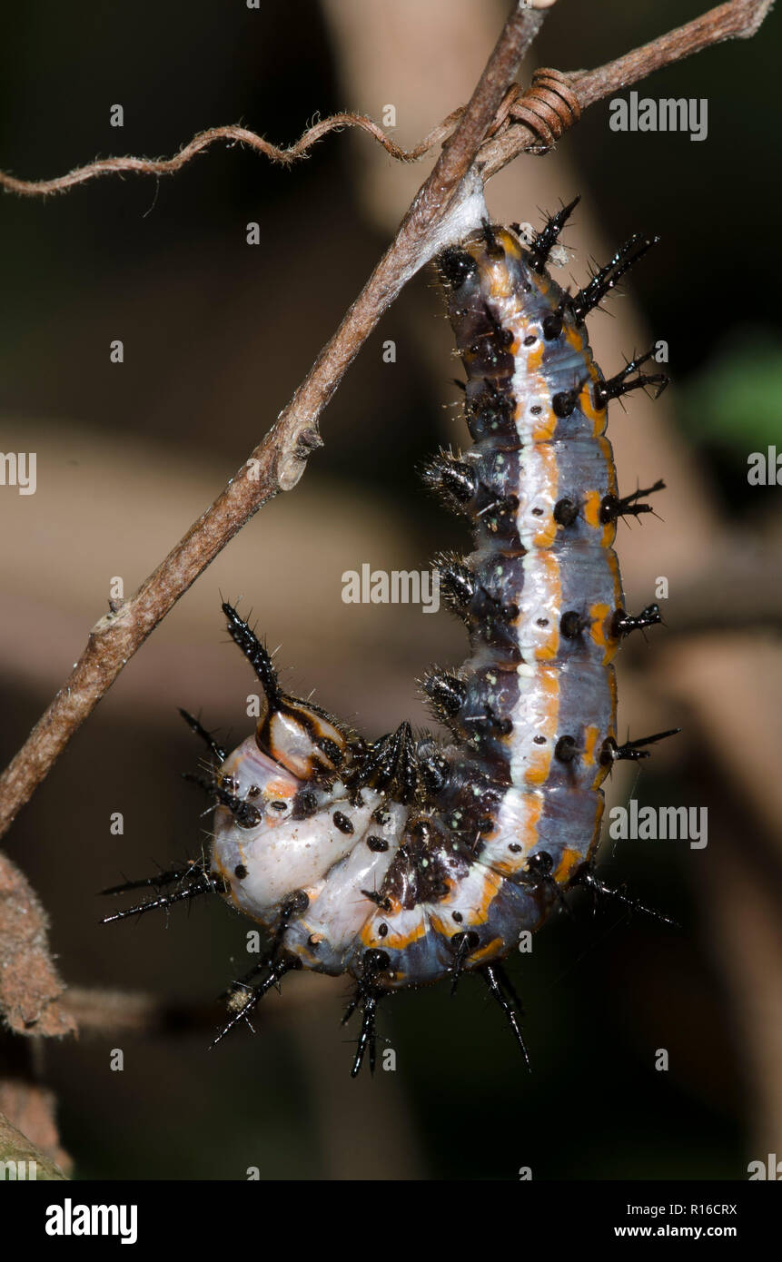 Gulf Fritillary, Agraulis vanillae, larva preparing to pupate Stock Photo
