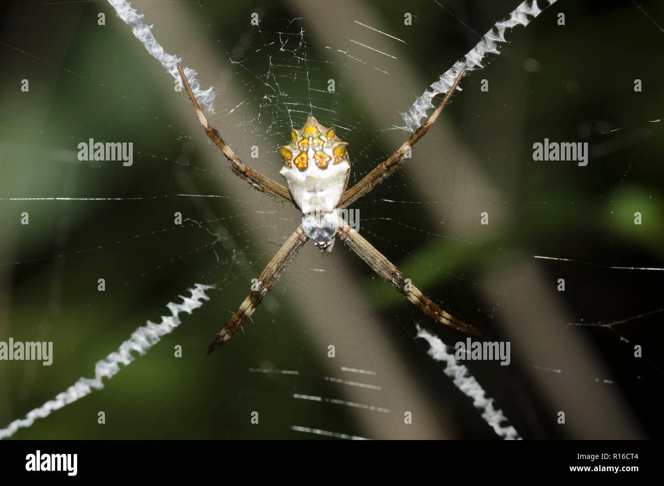 Silver Argiope, Argiope argentata, in web with prominent stabilimentum Stock Photo