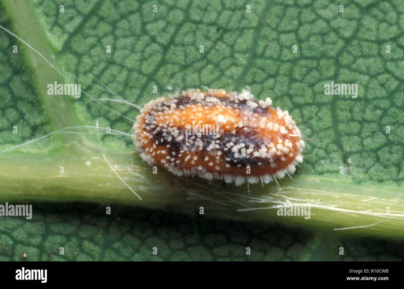 COCCID (COCCOIDEA INSECT) ON LEAF OF OAK TREE (QUERCUS) Stock Photo