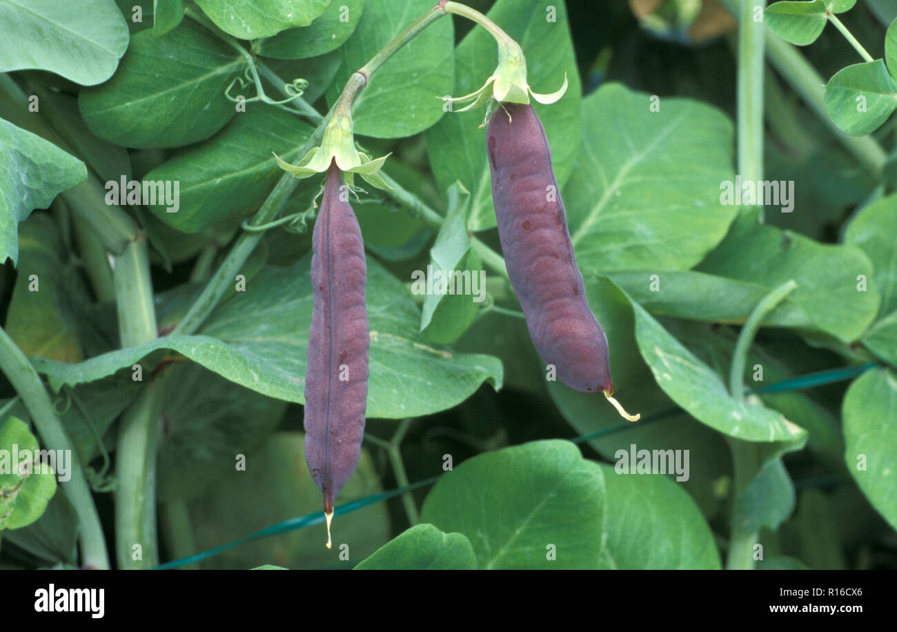 PEA 'BLUE POD CAPUCIJNERS' (PISUM SATIVUM VAR. ARVENSIS) PODS ON BUSH Stock Photo