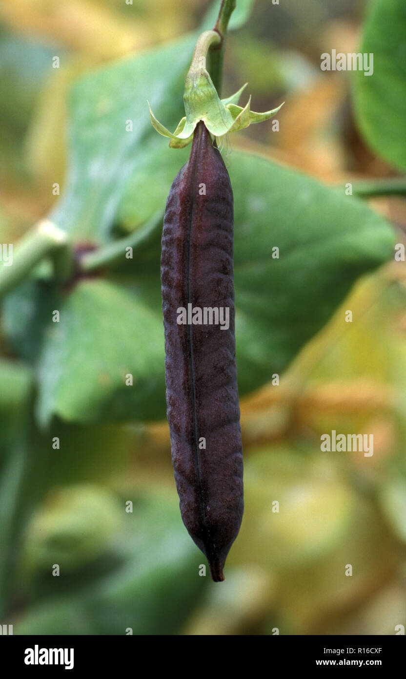 PEA 'BLUE POD CAPUCIJNERS' (PISUM SATIVUM VAR. ARVENSIS) PODS ON BUSH Stock Photo