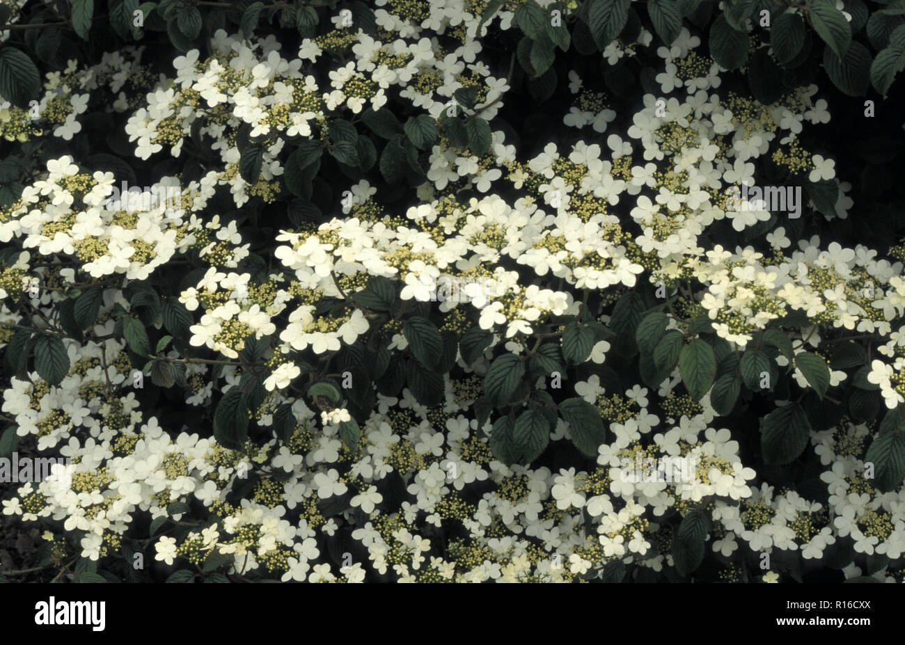 VIBURNUM PLICATUM 'SUMMER SNOWFLAKE' Stock Photo