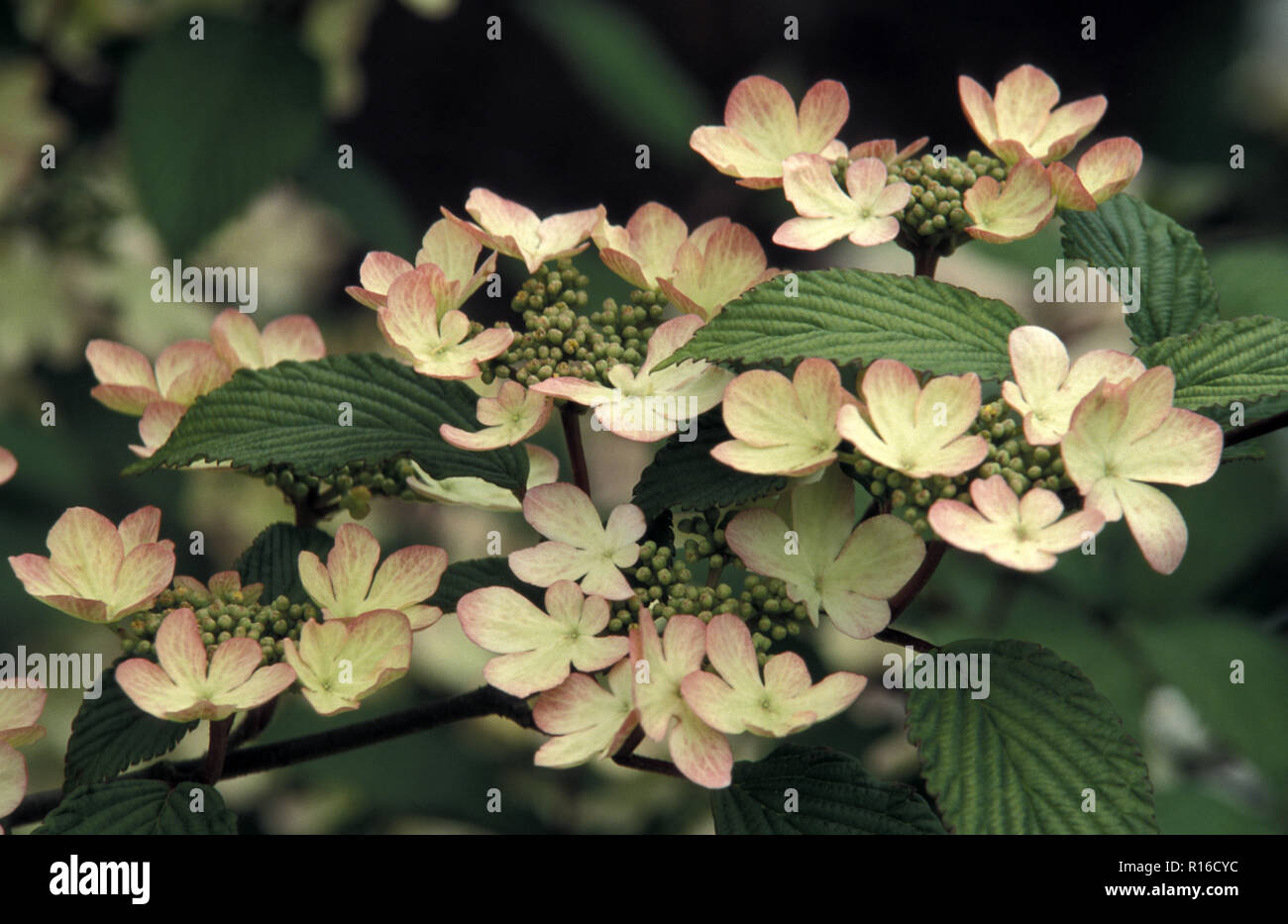 VIBURNUM PLICATUM 'PINK BEAUTY' Stock Photo Alamy