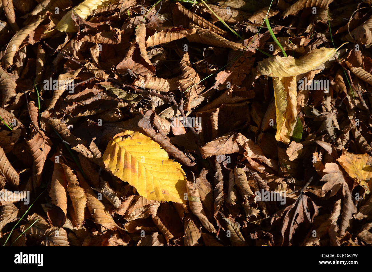Leaves of different trees in warm autumn colors. Stock Photo