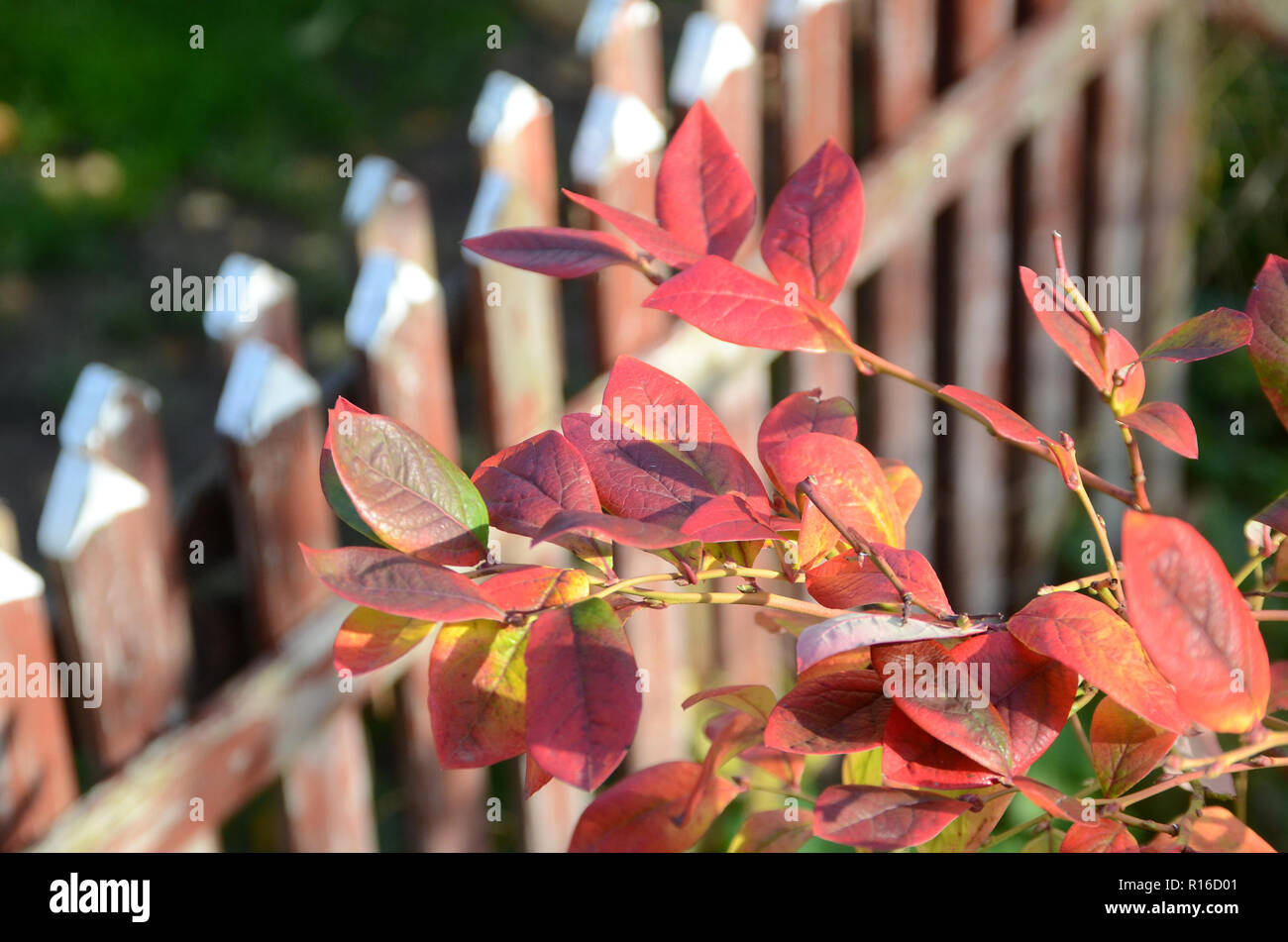 Red leaves of a blueberry scrub in autumn on the background of a Swedish fence Stock Photo