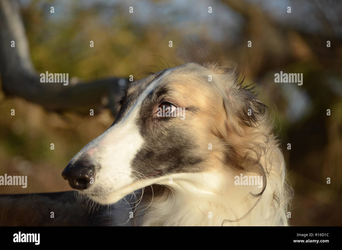 Borzoi face side portrait with autumn colored landscape as background. Stock Photo