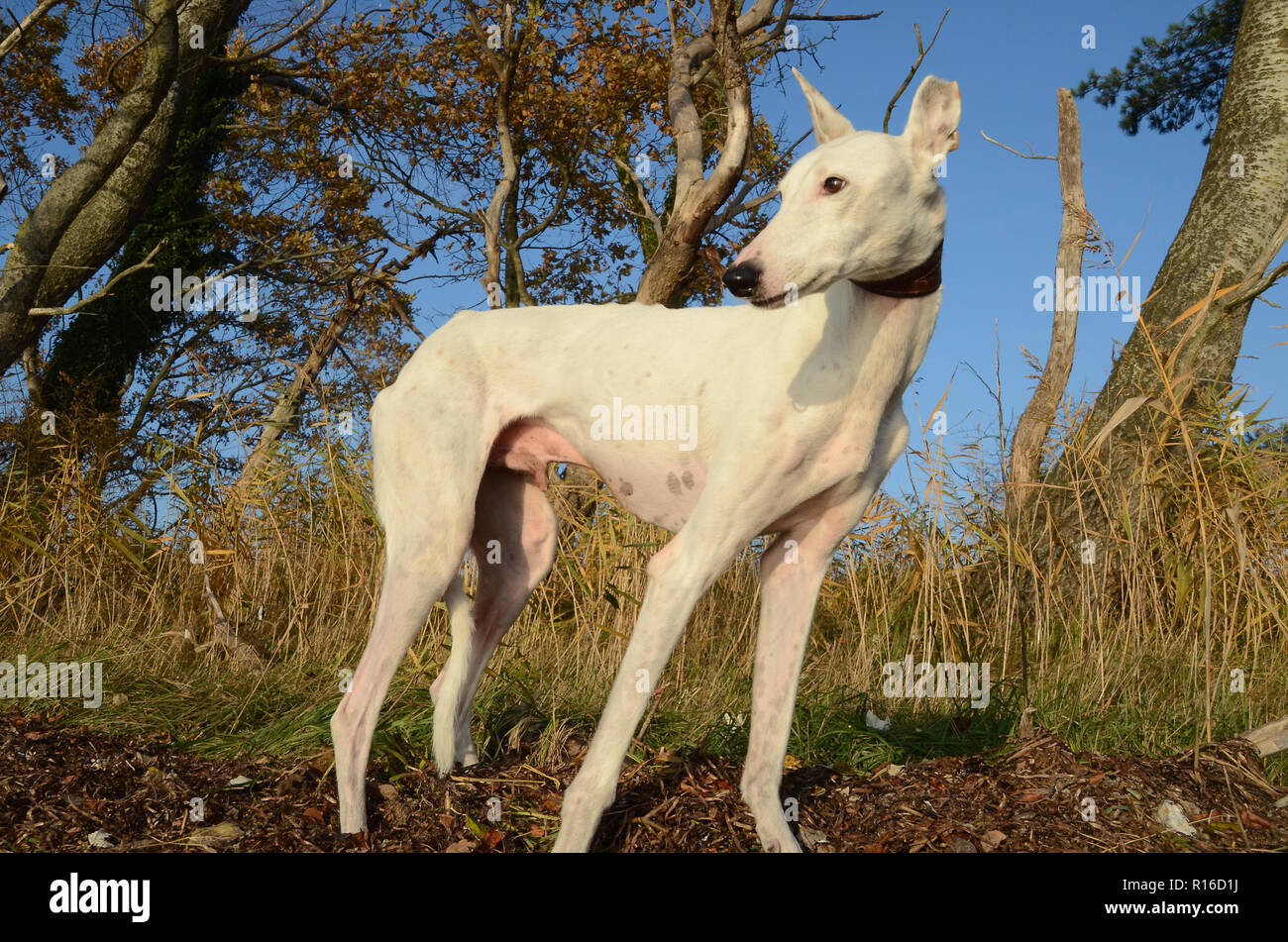 White Podenco dog stands in autumn-colored nature. Stock Photo