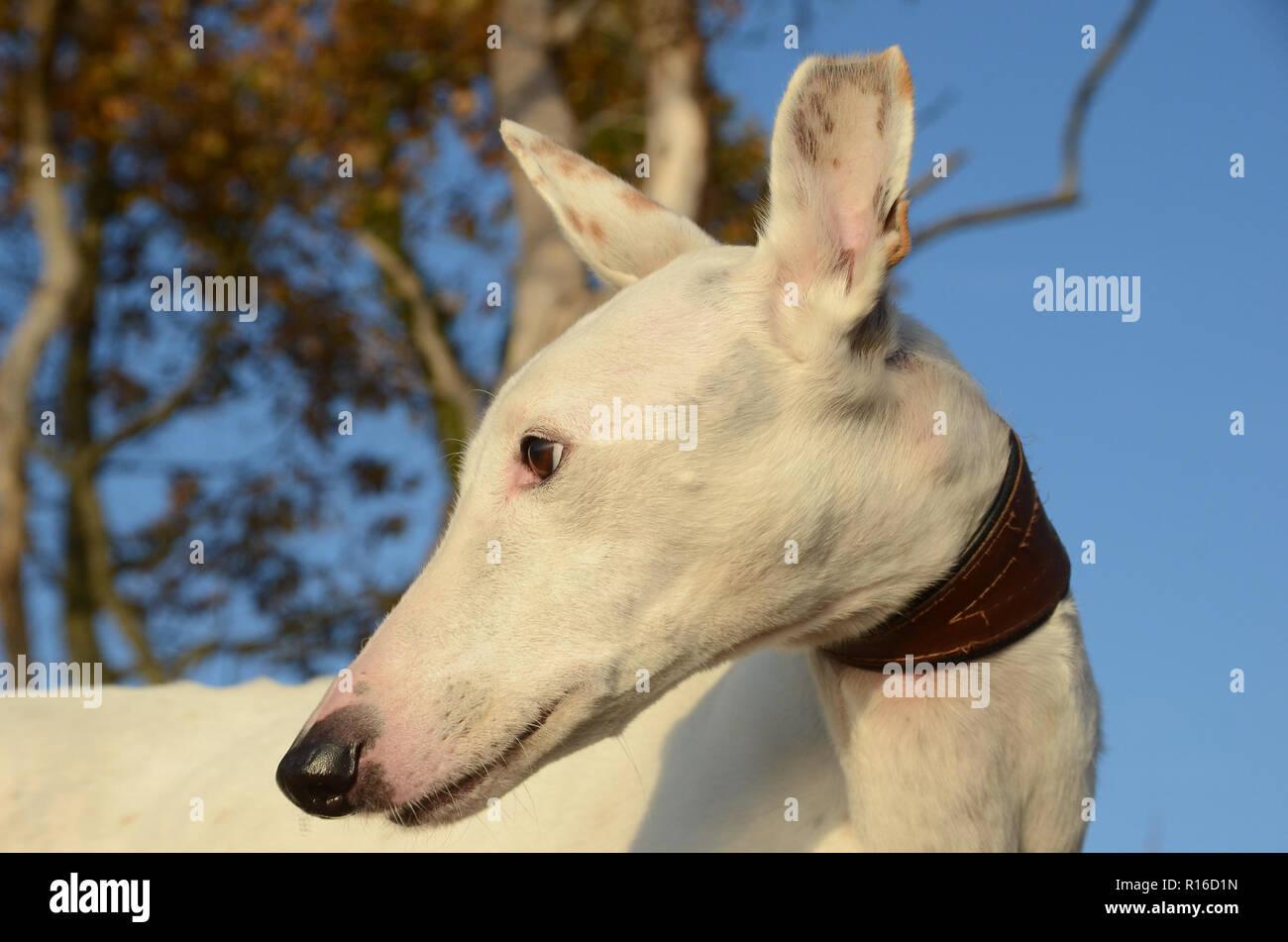 Face of elderly white podenco dog in autumn-colored ambients. Stock Photo