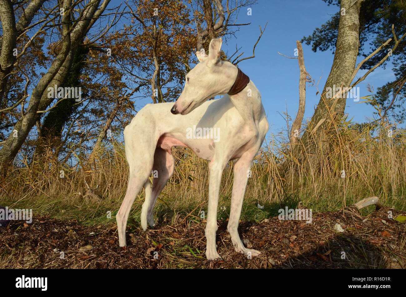 White Podenco dog stands in autumn-colored nature. Stock Photo