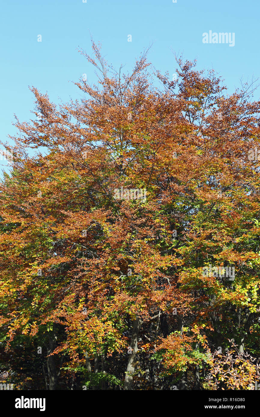 green orange and yellow leaves of an autumn tree in a forest in the ...
