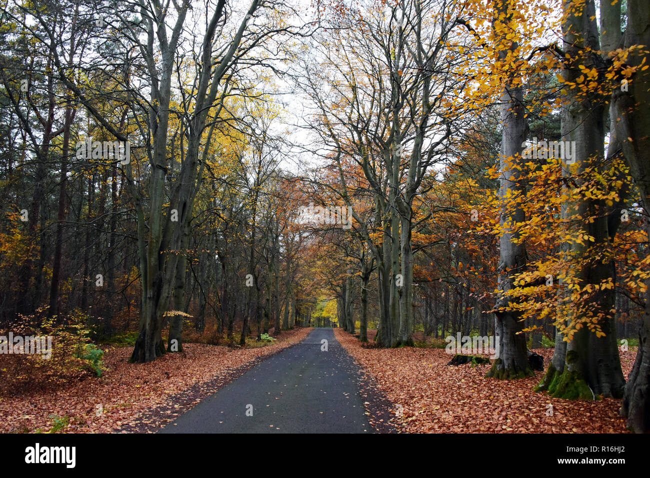 St Andrews Scotland United Kingdom 09 November 2018 Leaves Carpet The Roadside In Tentsmuir Forest As Strong Autumn Winds Continue To Strip The Trees C Ken Jack Alamy Live News Stock Photo Alamy