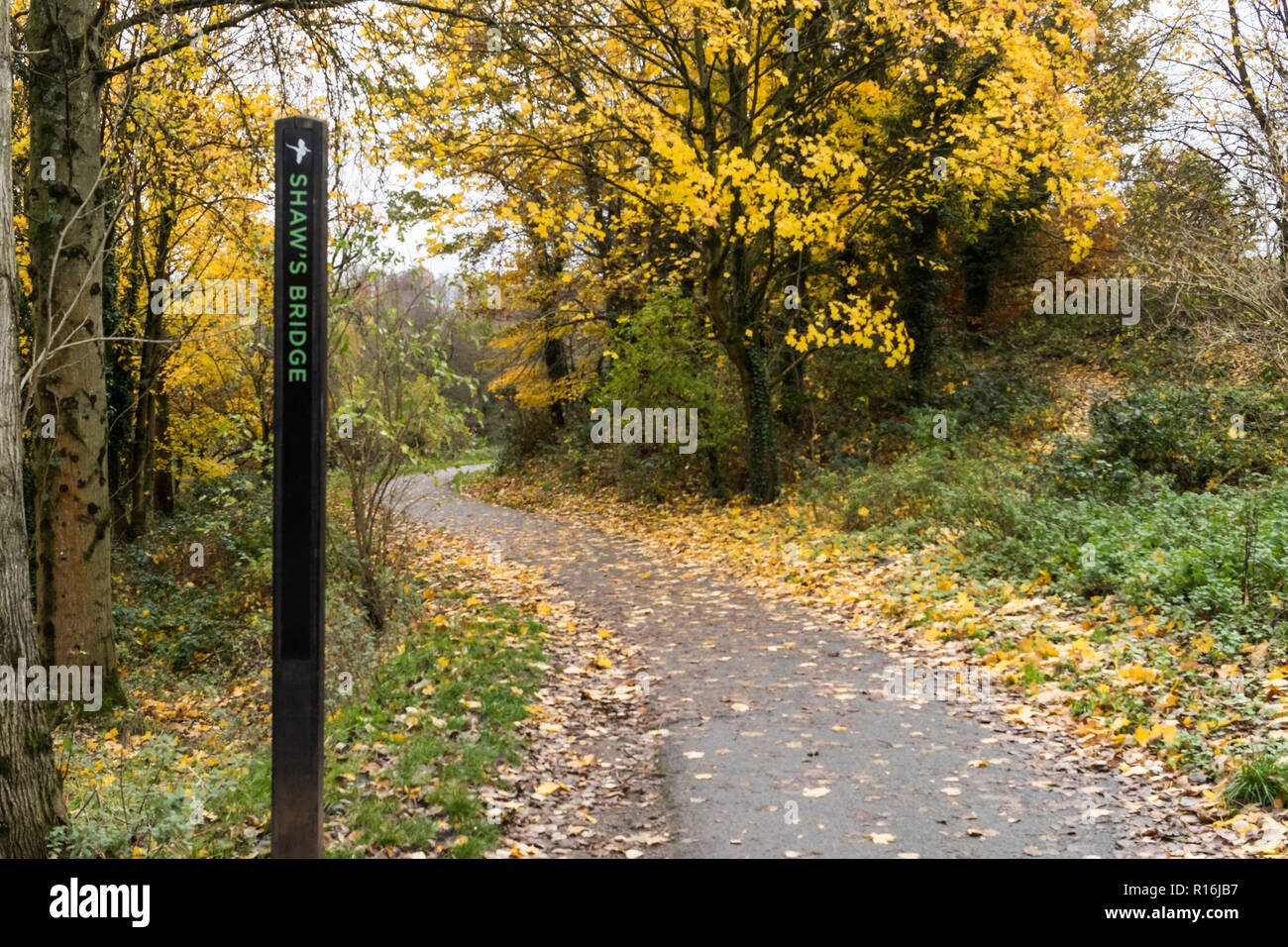 Belfast, N.Ireland, 9th November, 2018. UK Weather: Windy weather sheds more leaves from the trees on the Lagan towpath near Shaw’s Bridge in South Belfast. Dry in the afternoon but heavy rain and stronger winds on the way. Credit: Ian Proctor/Alamy Live News Stock Photo