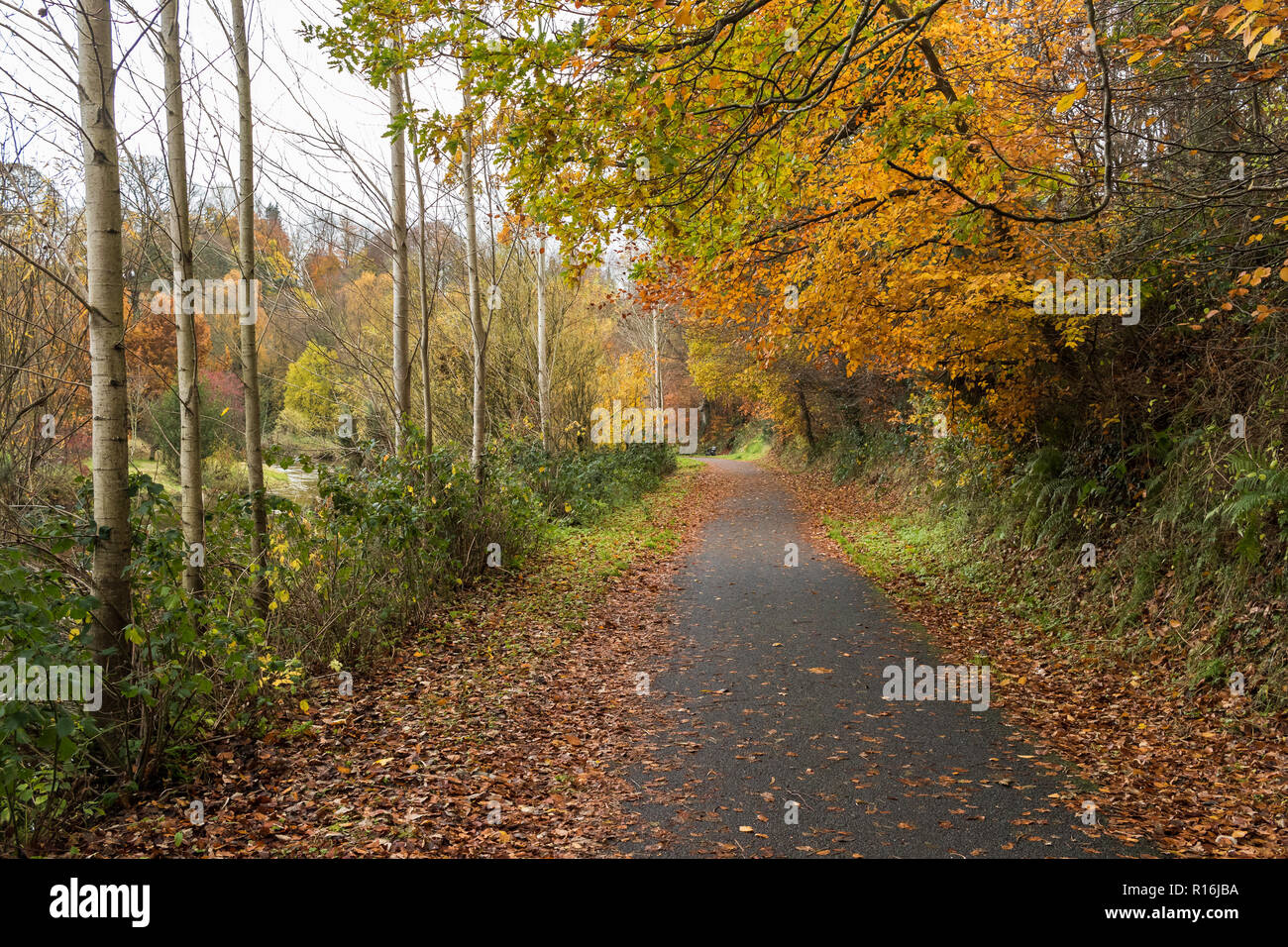 Belfast, N.Ireland, 9th November, 2018. UK Weather: Windy weather sheds more leaves from the trees on the Lagan towpath near Shaw’s Bridge in South Belfast. Dry in the afternoon but heavy rain and stronger winds on the way. Credit: Ian Proctor/Alamy Live News Stock Photo