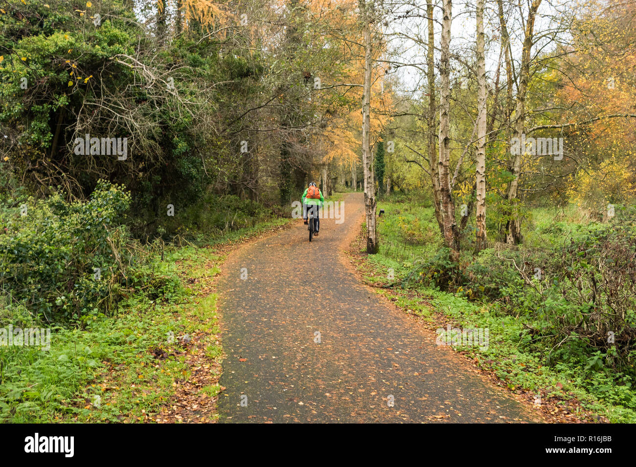 Belfast, N.Ireland, 9th November, 2018. UK Weather: A cyclist makes his way along the towpath. Windy weather sheds more leaves from the trees on the Lagan towpath near Shaw’s Bridge in South Belfast. Dry in the afternoon but heavy rain and stronger winds on the way. Credit: Ian Proctor/Alamy Live News Stock Photo