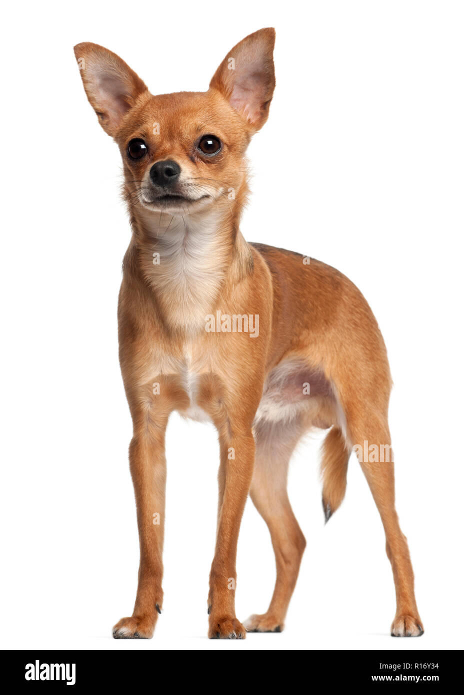 Crossbreed dog standing in front of white background Stock Photo - Alamy